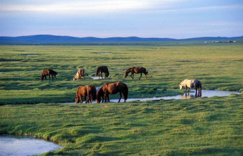 Dlaczego wiatr mieszka na stepie (Mongolia)